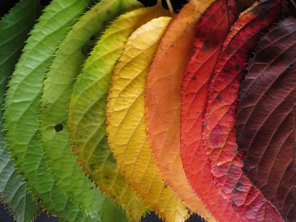 Autumn-leaves-1460734_1920 - Change is in the Air: 3 Core Components of a Change Strategy